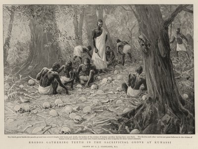 クマシの犠牲林に歯を集めているクロボス 作： Charles J. Staniland